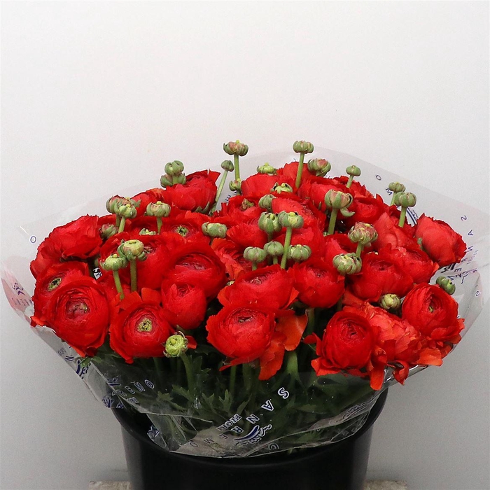 RAN SU SR TANGO RED SUPER