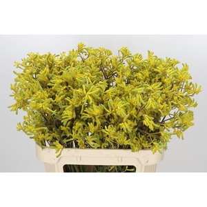 ANIGOZANTHOS FLAV. 'BUSH DOWN'