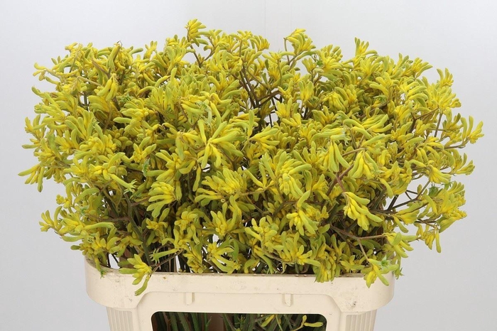 <h4>ANIGOZANTHOS FLAV. 'BUSH DOWN'</h4>