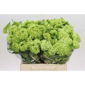 VIBURNUM ROSEUM 4+#