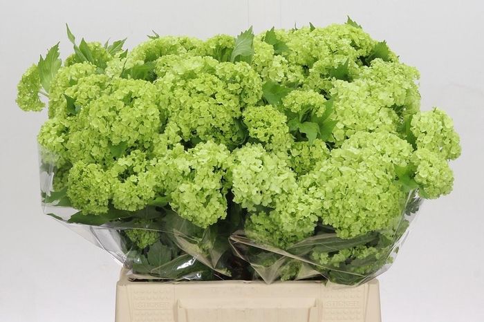 <h4>VIBURNUM ROSEUM 4+#</h4>