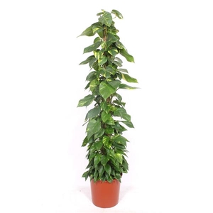 Epipremnum pinnatum mosstok