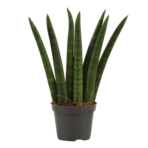 <h4>Sansevieria Cylindrica 6 cm Fan</h4>