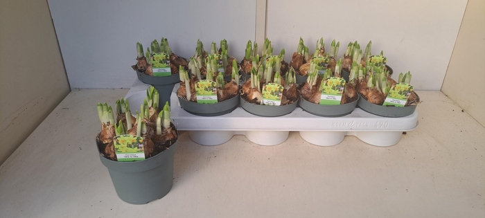 <h4>NARC O TETE A TETE</h4>