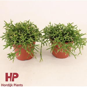 Rhipsalis burchellii 12cm