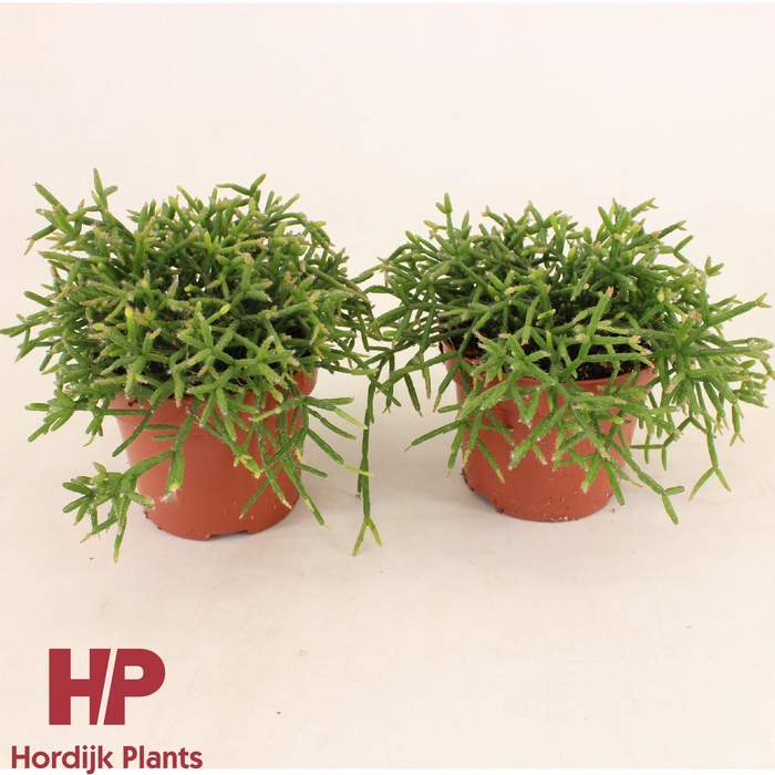 <h4>Rhipsalis burchellii 12cm</h4>
