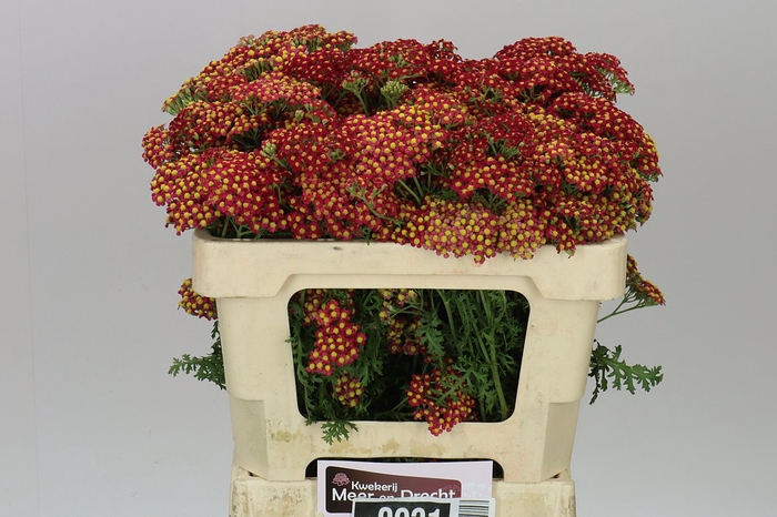 <h4>Achillea Paprika</h4>