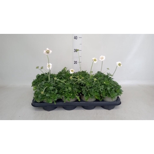 Scabiosa columb. 'Butterfly Blue'