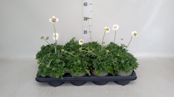 <h4>Scabiosa columb. 'Butterfly Blue'</h4>