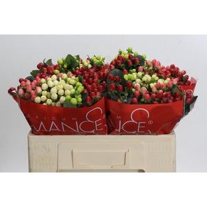 Hypericum Rainbow Romance