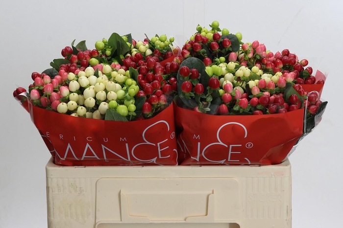 <h4>Hypericum Rainbow Romance</h4>