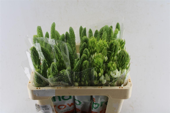 <h4>Ornithogalum Thy Milky Way White</h4>
