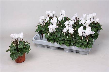 Cycl Kl Sup Micro White