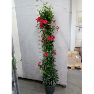 Mandevilla sand. 'SumStar Red'