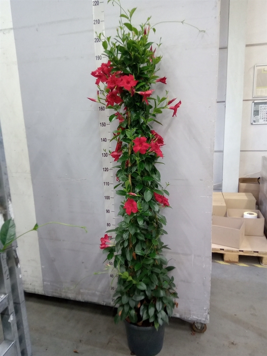 <h4>Mandevilla sand. 'SumStar Red'</h4>