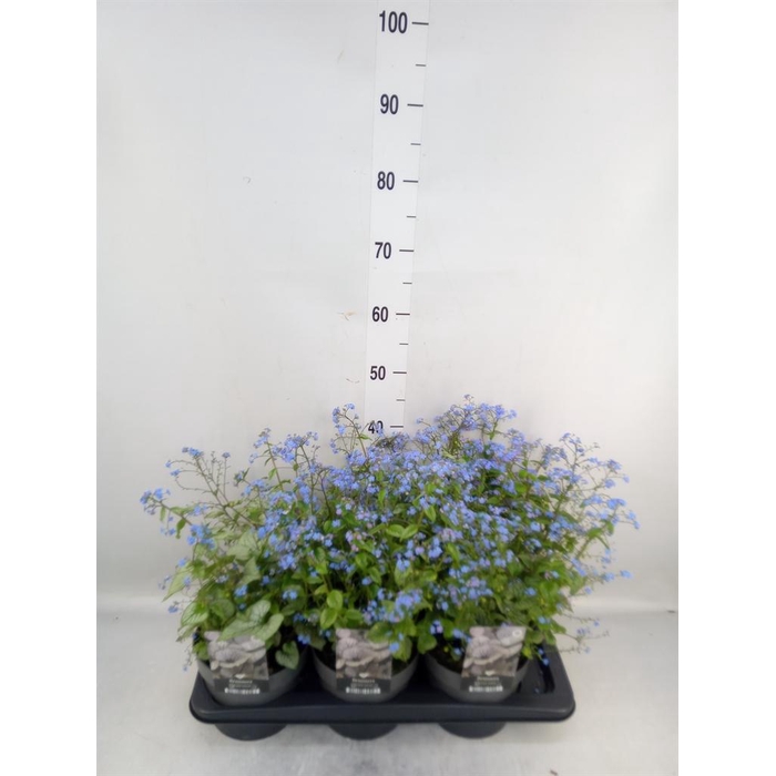 <h4>Brunnera macrophylla   ...</h4>