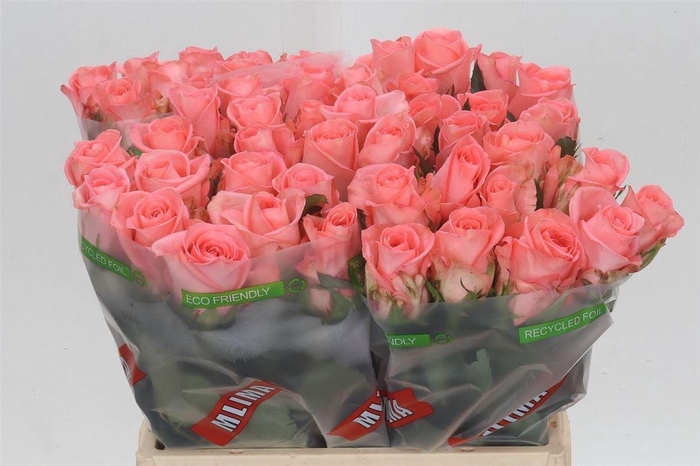 <h4>Rosa Unicorn</h4>