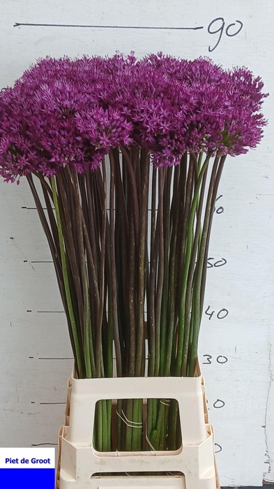 <h4>Allium Purple Sensation</h4>