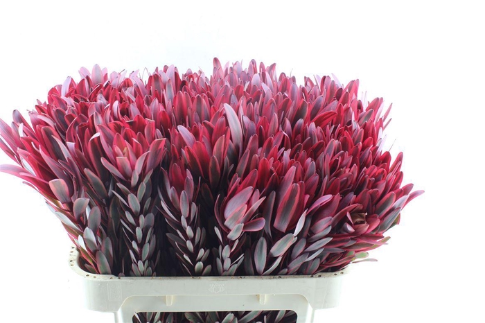 <h4>Leucad Jester</h4>