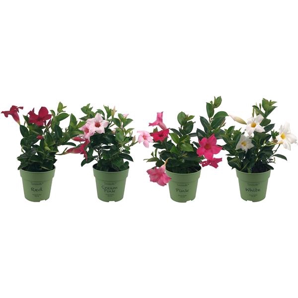 <h4>Mandevilla Sundaville mélangé</h4>
