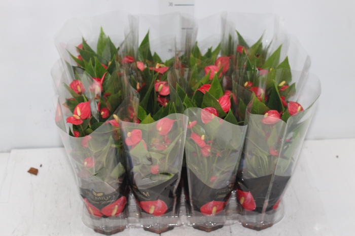 <h4>ANTHURIUM MINI MILLION FLOWERS P09</h4>