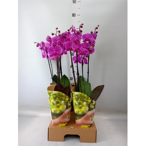 Phalaenopsis   ...lilac