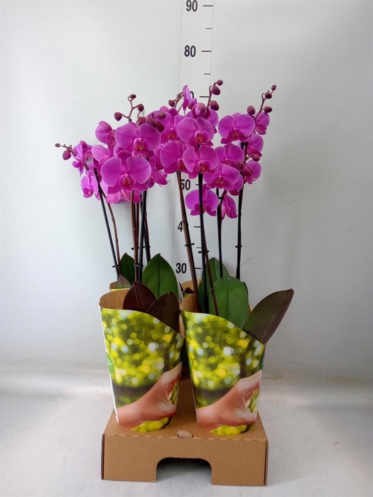 <h4>Phalaenopsis ...lilac</h4>