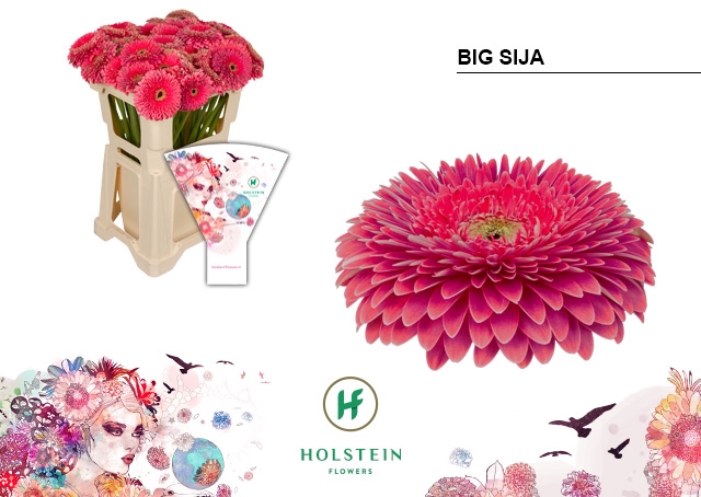 <h4>Gerbera Pomponi Big Sija Water</h4>