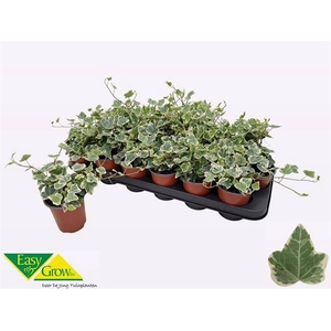 Hedera Helix White Wonder 9Ø 15cm