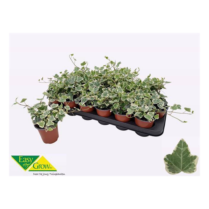 <h4>Hedera Helix White Wonder 9Ø 15cm</h4>