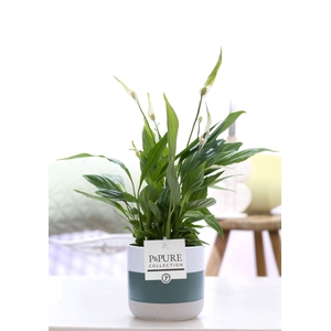 Spathiphyllum Korto in P&PURE Lauren ceramics