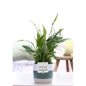 Spathiphyllum Korto in P&PURE Lauren ceramics
