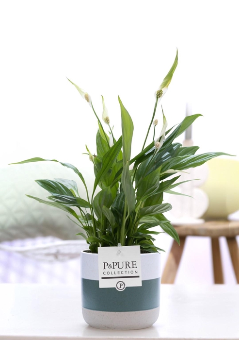 <h4>Spathiphyllum Korto in P&PURE Lauren ceramics</h4>