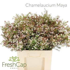 Chamelaucium Maya