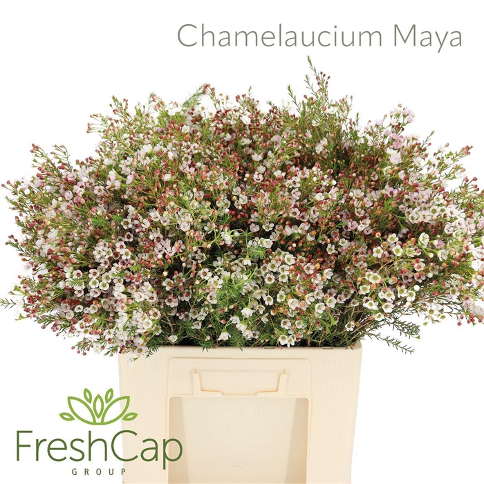 <h4>Chamelaucium Maya</h4>