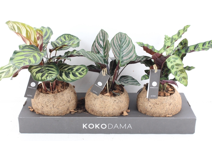 <h4>arr3 Kokoplant - Calathea mix</h4>