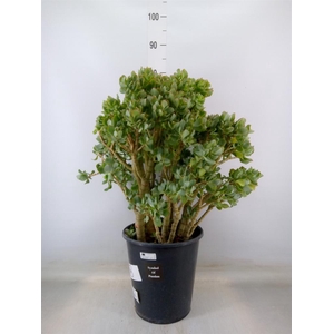 Crassula arborescens