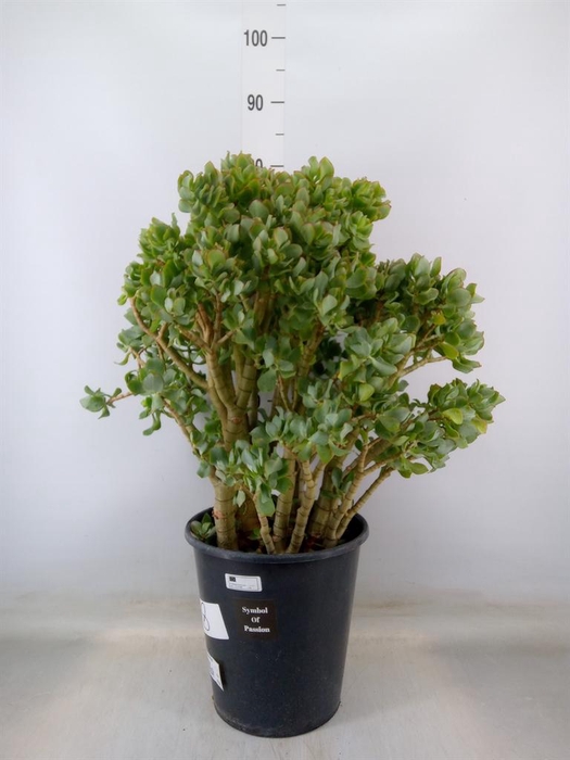 <h4>Crassula arborescens</h4>