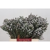 Kaaps Groen Silver Brunia