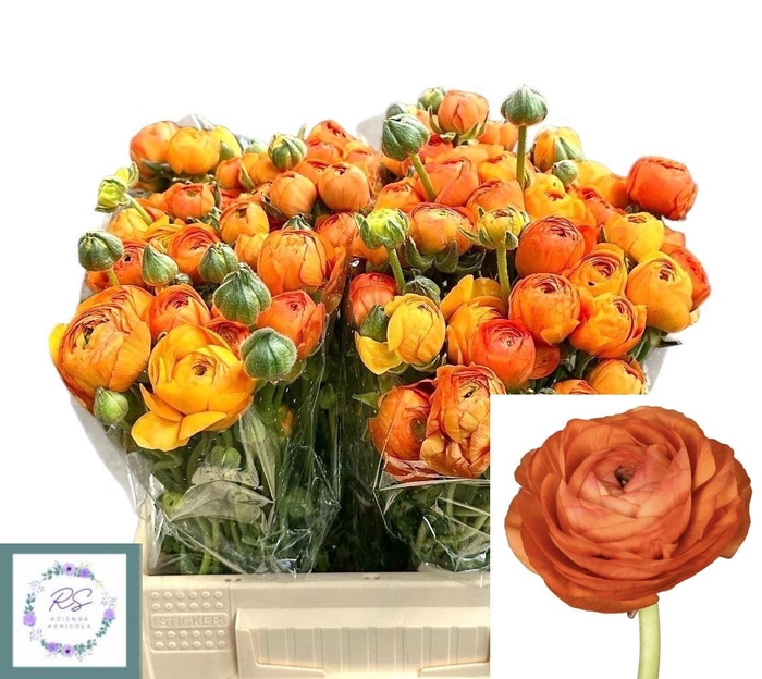 <h4>RAN EL ORANGE</h4>