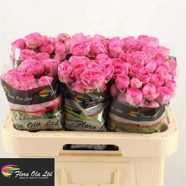 <h4>R Tr Giselle Flora Ola</h4>