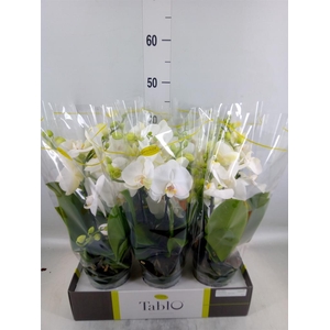Phalaenopsis   ...white