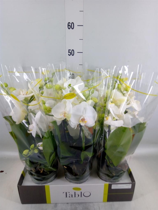 <h4>Phalaenopsis   ...white</h4>