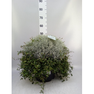 Leucophyta brownii