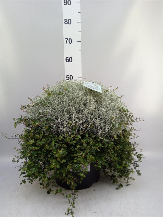 <h4>Leucophyta brownii</h4>