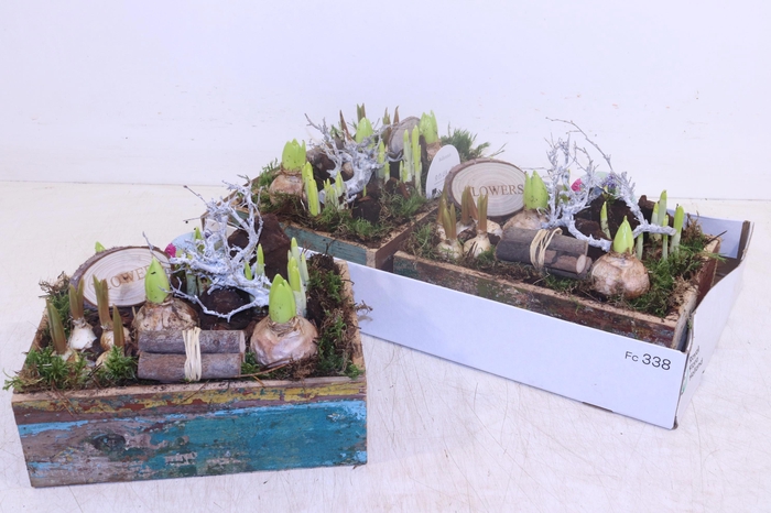 <h4>ARR BOL KNOLGEWAS</h4>