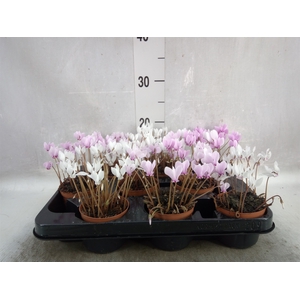 Cyclamen hederif.