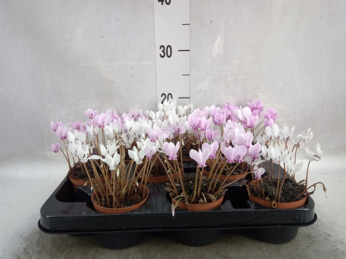 <h4>Cyclamen hederif.</h4>