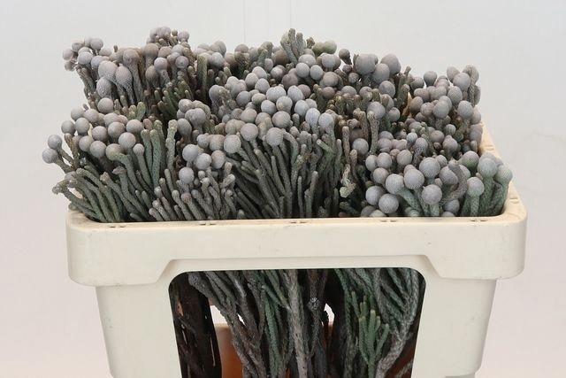 <h4>BRUN LAEVIS 50 CM P.BL</h4>