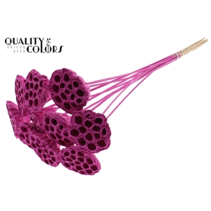 Lotus 5-7cm on stem Covered Cerise